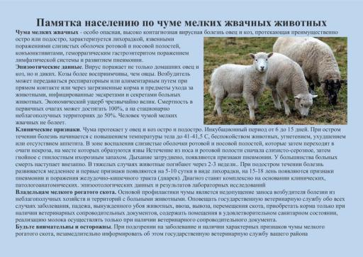 Чума мелких жвачных животных (6971339 v1)