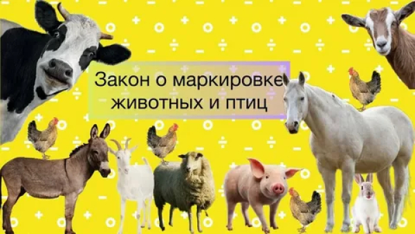 ПАМЯТКА ВЛАДЕЛЬЦУ ЖИВОТНЫХ Об обязательном маркировании и учете сельскохозяйственных животных