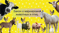 ПАМЯТКА ВЛАДЕЛЬЦУ ЖИВОТНЫХ Об обязательном маркировании и учете сельскохозяйственных животных
